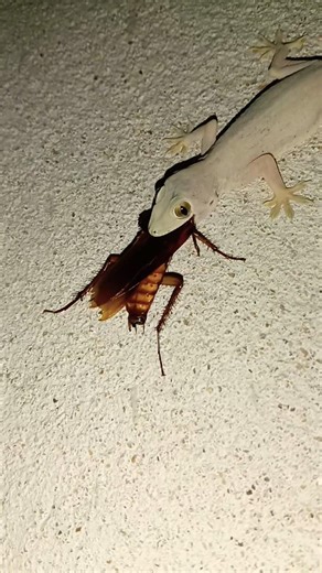 Lizard catching Cockroach 🪳 #shorts #viral #cockroach #trending #youtube