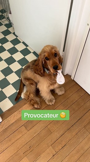 Il essaye mais il sait très bien que c’est négatif !!! Il sait ce que je lui demande en plus 🤣#cockerspaniel #dogsoftiktok #englishcockerspaniel #fyp #happydog #puppylove #cockerlove