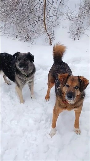 Tima & Linea - Hundetagebuch
