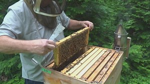 Local beekeepers work to keep their hives happy after warning about Africanized bees