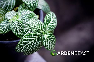 Nerve Plant Care: How to Grow & Care for “Fittonia”