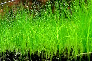 Dwarf Hairgrass Care Guide – Planting, Growing, and Propagation - Shrimp and Snail Breeder