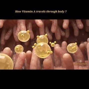 Vitamin A Absorption & Functions | How Vitamin A Reaches Our Body? | Biology | Cinematic 3D