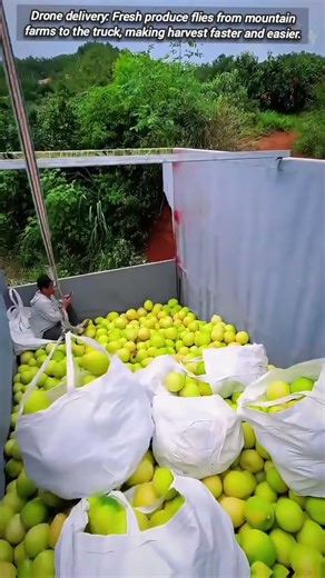 Drone Makes Hill Area Fruit Transportation Surprisingly Simple