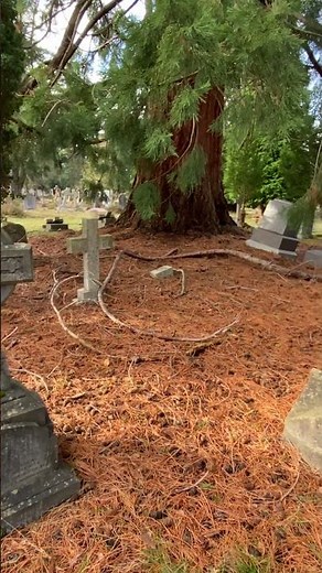 The Eerie Graves of Brookwood Cemetery