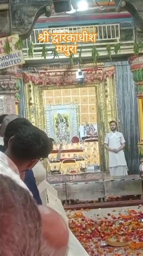 श्री द्वारकाधीश मंदिर मथुरा 🙏 | Shri Krishna Status | Radhe Krishna Bhakti Shorts #shorts