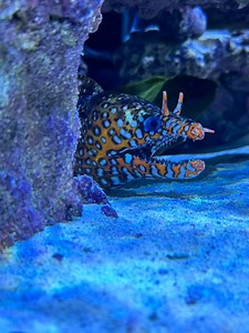 Looking for a Fun Outing for the Kids? Join us for our shark feeding events at Diamonds By Raymond Lee. Get an up-close look at these beautiful creatures, learn about them, and enjoy light snacks and drinks with family and friends. 📅 Event Schedule: ➤ Dec 2 @ 2 PM ➤ Dec 9 @ 2 PM ➤ Dec 16 @ 2 PM ➤ Dec 22 @ 2 PM ➤ Dec 24 @ 2 PM 📍 2801 N Federal Hwy, Boca Raton, FL 33431 P.S.: Feeding will start promptly at 2 PM, so come early to ensure you don’t miss it! | Boca Aquarium