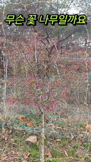Does anyone know the name of this flowering tree?