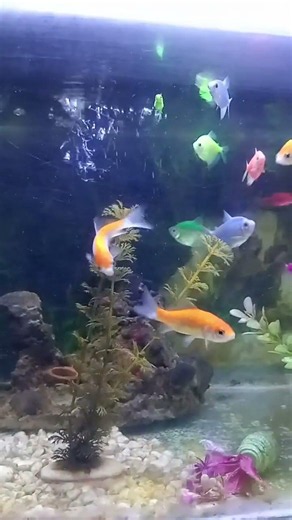 Aquarium Ornamental Fish part 230