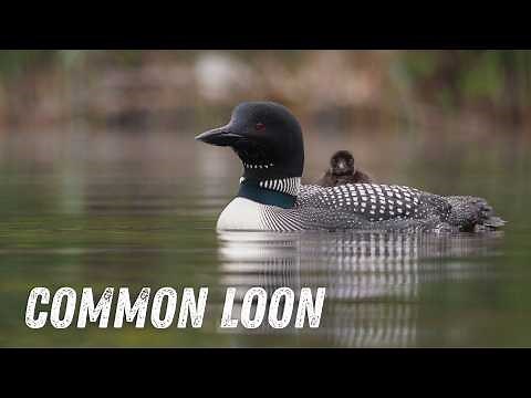 Loon sounds: Wail, Tremolo, Yodel, Hoot | The Voice of the Northern Wilderness