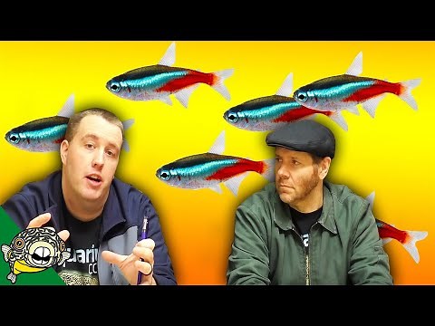 How Many Neon Tetras in a School? Cardinal Tetra School? Paracheirodon innesi axelrodi