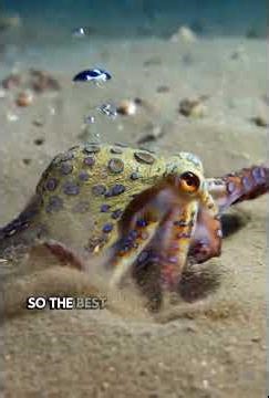 Crazy facts about blue ringed octopus 🤯🐙🐙