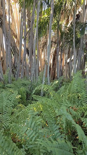 🌿✨ Under the banyan tree vibes 🌿 | Marcela Hall