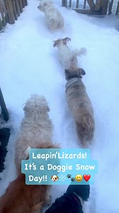 The Fluffer Nutters love waking up to a snowy play day! #petmom #dogmom #rescuemom #doggiesnowday 1 Love 4 Animals Pasadena Humane Indiana Goldens LLC Ludwigs Corner Veterinary Hospital #loveisafourleggedword #mykidshavepaws | Carolyn Gracie