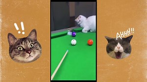 The Ultimate Cat Comedy Show: Laugh Your Heart Out with These Funny Cats!