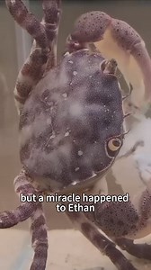 #shorts #shortsvideo #rescue #cuteanimals #story #healing #love | Animal Lover