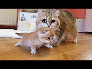 Mom Cat Talking to Her Meowing Kitten Uno | Cat ASMR
