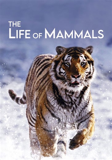 The Life of Mammals - streaming tv show online