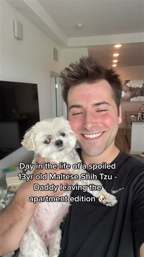 Spoiled 13yr Old Maltese Shih Tzu Daily Routine