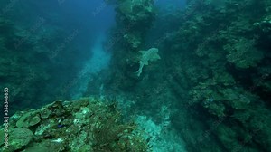 Slow motion of fish swimming amidst rocks in deep beautiful sea - Belize City, Belize