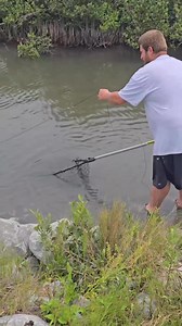 13K views · 131 reactions | some Louisiana roadside crabbing #seafood #countryboy #fyp #southlouisiana #grandislelouisiana #crabbing | Jacob Crawfish | Facebook