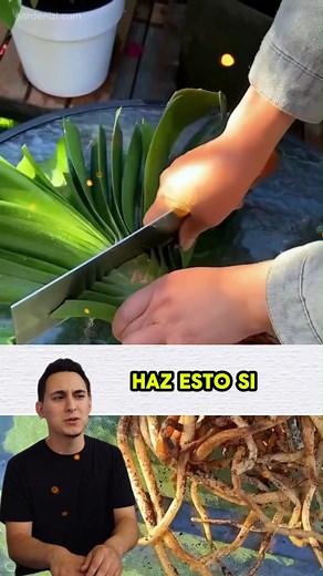 36K views · 169 reactions | Mejora la floración de la clivia #jardin #jardineria #jardines #CuidadoDePlantas #plantas #flowers #consejos #tips #gardening #gardentips | EcoJardin | Facebook