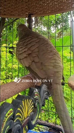 Zebra Dove call Bird sounds for relaxations 32 #birds #birdsounds #birdsoundscape #birdsong #animals