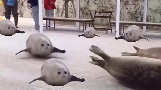 Meme Archive on Instagram: "Bouncing Seals (2017) - - - #funny #viral #reels #relatable #fyp #archive #viralreels"