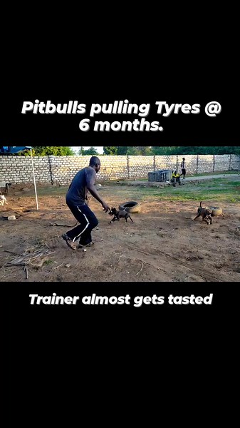 Purebred American Pitbulls available. 0720407020