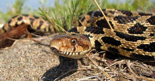 7 Snakes Found in Minnesota (2 are Venomous!)