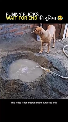 Unbelievable Animal Pranks Caught on Camera