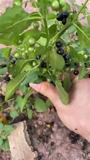 Unlock the Secrets of Plants: A Journey into Botany