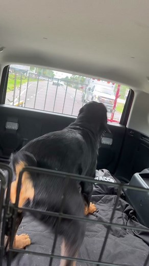 Rottie Mama on TikTok