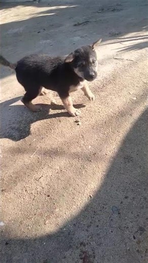 Gandha pandha gutha ko #dogshorts #dogs #rokey