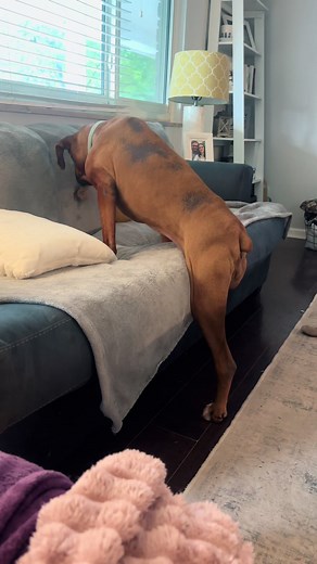Boxer Dog Learns to Climb on Couch Again!