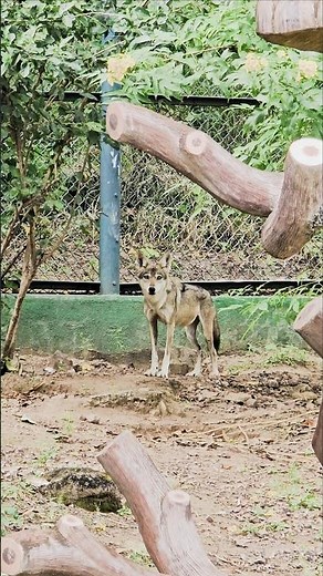 Wolf looks eye to eye.😳