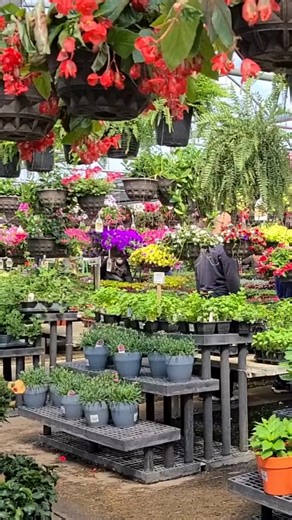 Welcome to Stockslager’s Greenhouse & Garden Center – a little slice of heaven west of Dayton. Grab the best mamas in your life and come visit us during our Mother’s Day Sale! We have flowers, bedding plants, veggies, herbs, tropicals, and everything you need to plant a beautiful garden this year. | Stockslagers Greenhouse & Garden Center