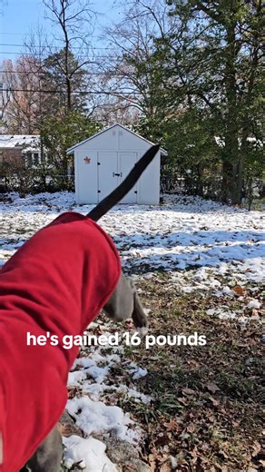 Meet Little Boy Blue! He's 3 years old although he looks like a forever puppy. He is so excited to begin his life as an adventure buddy and best friend. Love and excitement for life pours out of him, he is so happy to be a dog. Little Boy Blue is a very good boy who wants to please, but he gets so excited it is sometimes hard for him to settle down, so we believe he would do best in an active household without small children. He is higher energy, but incredibly intelligent. Being extremely food 