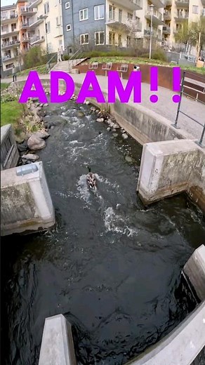 This is my pet duck Adam