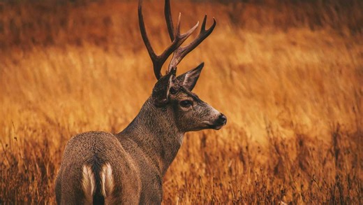 DNR reminds hunters of new requirement as open season begins
