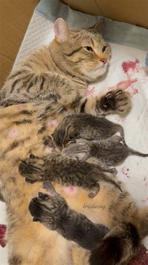 Love in Tiny Paws