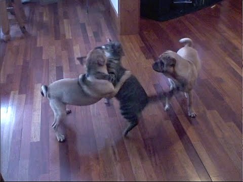 CAT vs DOGS - THE ULTIMATE PET FIGHTING CHAMPIONSHIP