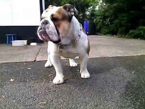 English Bulldog Guard dog