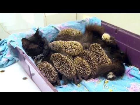 20 Animals Adopting Other Animal Species