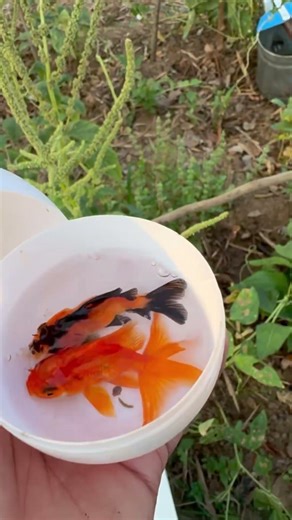 I Can’t Stop Watching This 🐟 #fishvideo #funny #aquaticpets