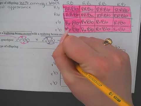 Dihybrid Practice Problem #3