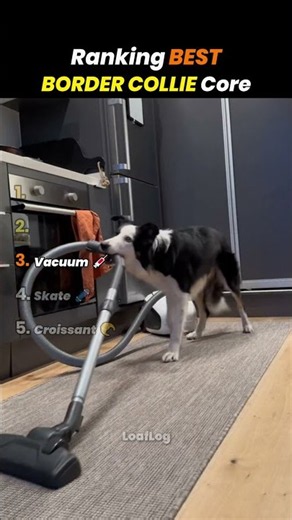 Ranking BEST BORDER COLLIE Core Moments!! 🐶🖤