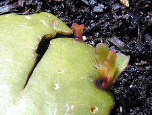 Vegetative reproduction - Alchetron, the free social encyclopedia