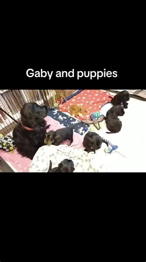 Gaby and Her Adorable Cocker Spaniel Puppies