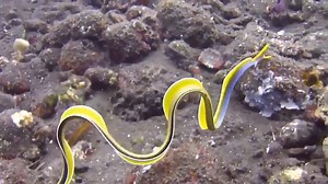 A Ribbon eel (aka the leaf-nosed moray eel or bernis eel), rarely seen outside their burrows. These eels, a type of moray, change color as they age. At first they all start off black with a yellow dorsal fin, before changing bright blue with yellow mouths and patches of yellow on the dorsal fin, before their body turns yellow. They are thought to be protandric hermaphrodites (animals which turn from male to female) with all ribbon eels beginning as males and developing female parts as they matur